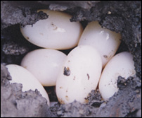 卵蛋孵化
